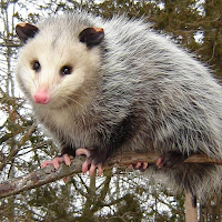 Possum Growl Sounds Of Possums