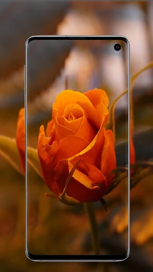 Rose wallpaper Screenshot 1