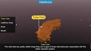 Echinodermata Screenshot 3