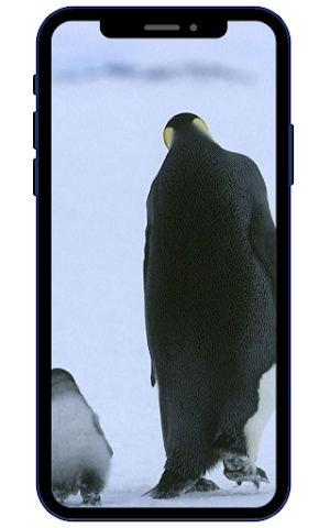 Penguins Wallpapers Screenshot 2