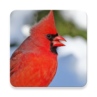 Cardinal Bird Sound Collection