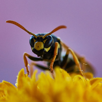 Bee Wallpapers