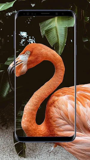 Flamingo Wallpaper Screenshot 1