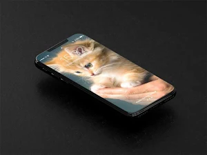 Kitten Wallpapers HD Offline Screenshot 1
