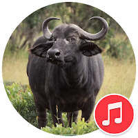 Buffalo and Bison Sounds