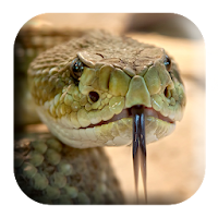 Rattlesnake Sounds