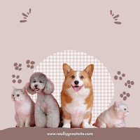 Pet Translator - Pet Prank