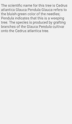 Weeping Blue Cedars Screenshot 2