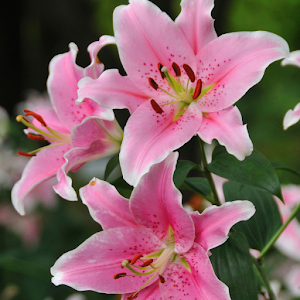Lily Wallpapers Screenshot 0