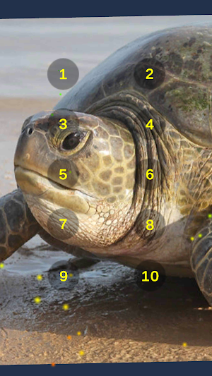 Tiny Turtle Growl Roar Sounds Screenshot 0