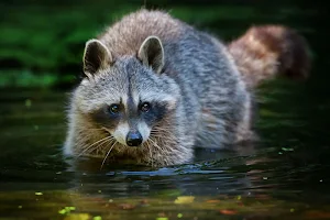 Raccoon Wallpapers Screenshot 1