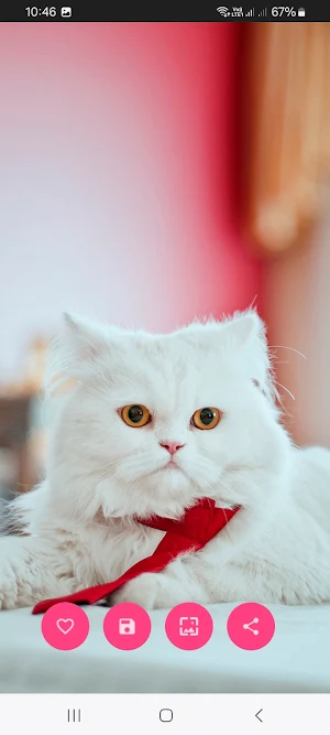 10000 Cat & Kittens Wallpapers Screenshot 1