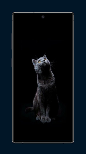 Cat Wallpapers Screenshot 3
