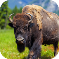 Buffalo Sounds