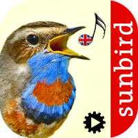 Bird Song Id: Auto Recognition