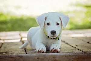 Cute Puppy Wallpaper HD Screenshot 2