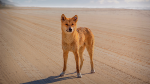Dingo sounds Screenshot 3