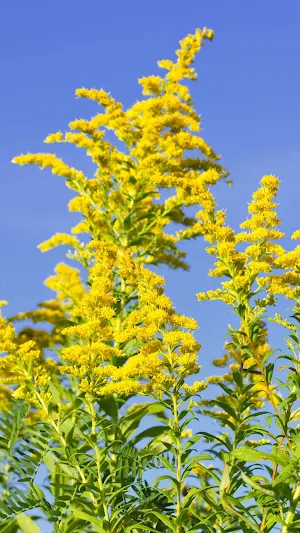 Goldenrod Wallpaper Screenshot 2