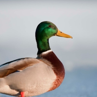Duck Sounds