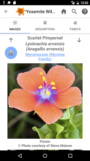 Yosemite Wildflowers Screenshot 3