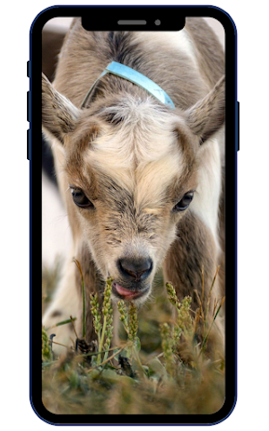 Goat Wallpapers Screenshot 0