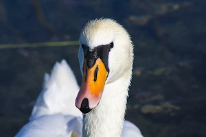 Swan wallpapers Screenshot 3