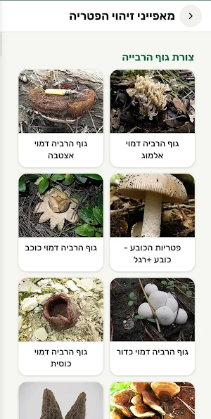 מהשרום - זיהוי פטריות בישראל Screenshot 3