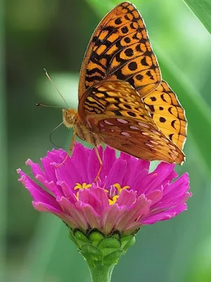 Spangled Butterfly Wallpapers Screenshot 3