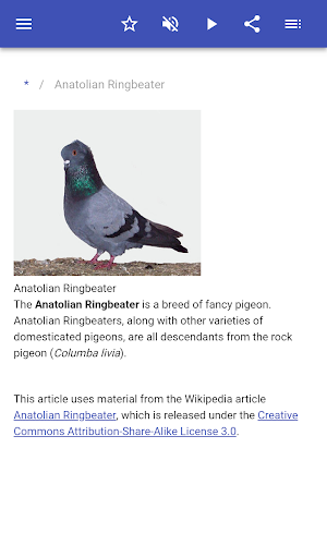 Breeds of pigeons Screenshot 1