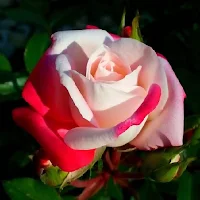 Beautiful roses