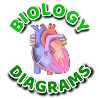 Learn Biology Diagrams-Offline