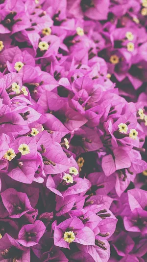 Spring Wallpapers 2022 Screenshot 3