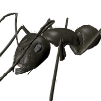 3D Ant Explorer Demo