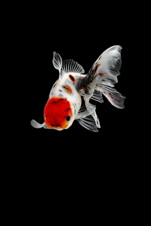Goldfish Wallpapers Screenshot 2