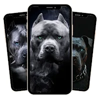 Pitbull Dog Wallpaper