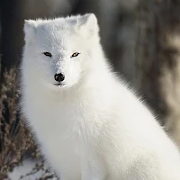 Arctic Fox Wallpaper HD