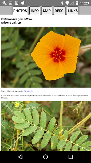 West Texas Wildflowers Screenshot 3