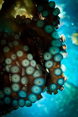 Octopus Wallpapers Screenshot 0
