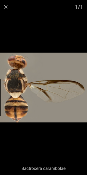Key important fruit flies EU Screenshot 3
