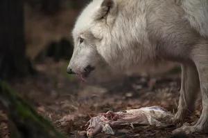 Wolf wallpapers Screenshot 2