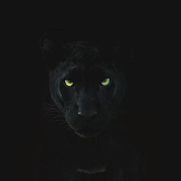 Black Animal Wallpapers 4K