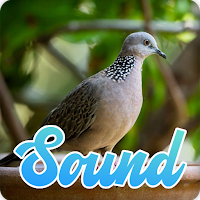 Spotted Dove Bird Sound Effect