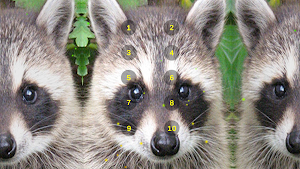 Raccoon Growl Raccoon Sounds Screenshot 3