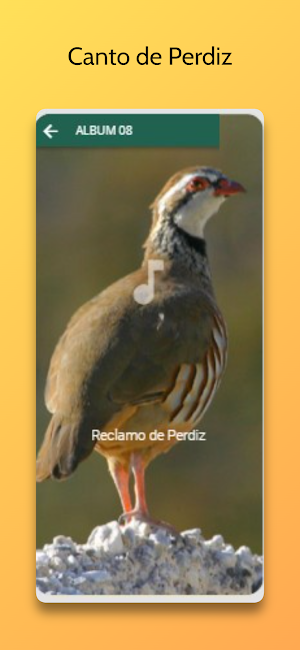 Canto de Perdiz Screenshot 3