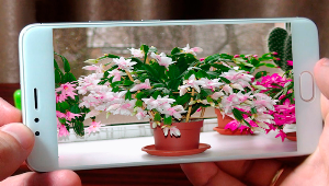 Indoor plants Screenshot 0
