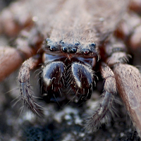Spider Wallpapers