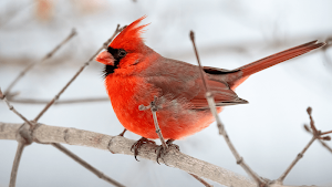 Cardinal Bird Sounds Screenshot 3