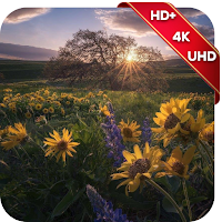 Nature Wallpapers 2021