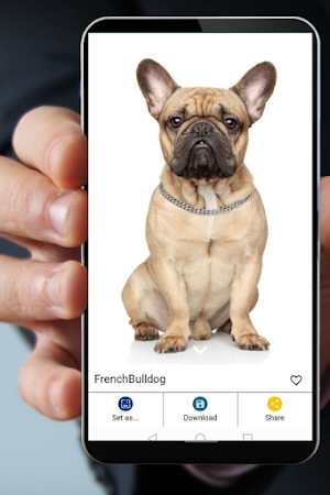 Dog Images - Dog Wallpapers Screenshot 3