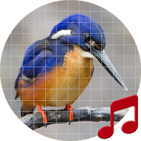 Kingfisher Sounds ~ Sboard.pro
